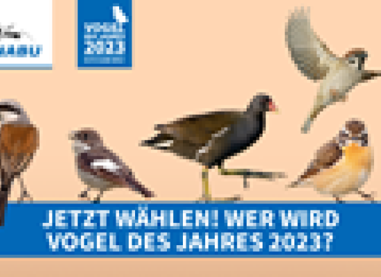Wahl zum Vogel des Jahres 2023!